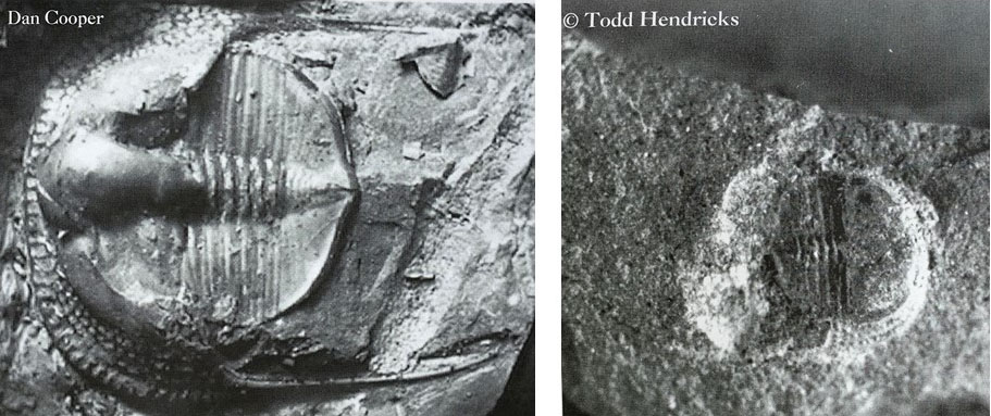 Rare whole fossil Cryptolithus trilobites from central Kentucky and the Greater Cincinnati area